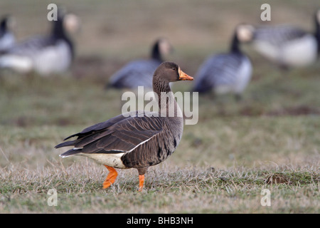 Juvenile Greenland White Fronted Goose in front of Barnacle Geese Stock Photo