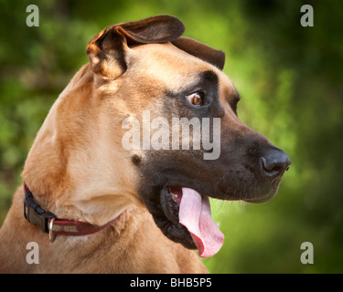 Portrait of a Great Dane Dog looking confused with tongue lolling Stock Photo