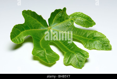 fig leaf Stock Photo