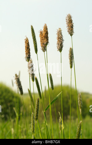 Slender Meadow Foxtail (Alopecurus myosuroides), flowering. Stock Photo