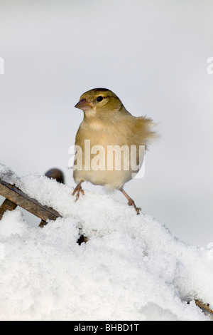 Chaffinch; Fringilla coelebs; female in snow