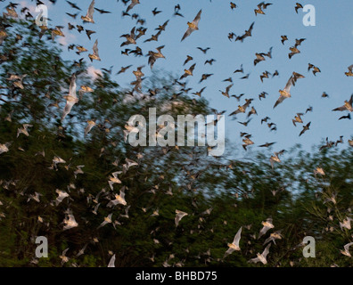 Bats in flight emerging from cave, Calakmul Biosphere Reserve, Yucatan, MEXICO Stock Photo