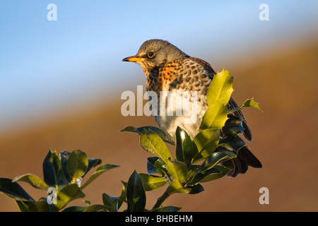Fieldfare; Turdus pilaris; on holly bush; York Stock Photo