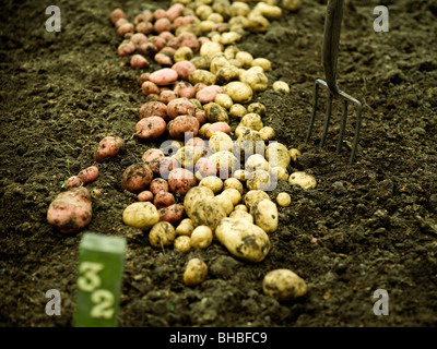 Freshly harvested potatoes on the soil Stock Photo