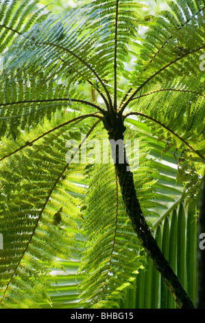 Tree Ferns (Cyathea sp.) Marojejy National Park, Madagascar Stock Photo