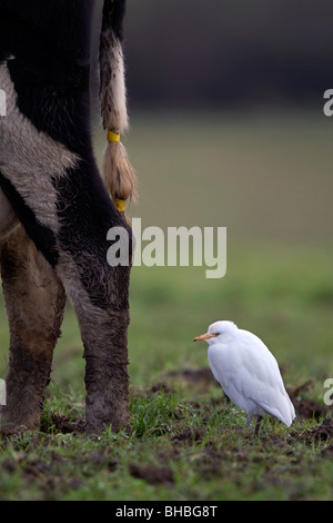 Cattle Egret; Bubulcus ibis; with cow; west Cornwall Stock Photo