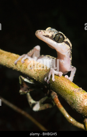 Graceful Ground Gecko, (Paroedura gracilis) Marojejy National Park, Madagascar Stock Photo
