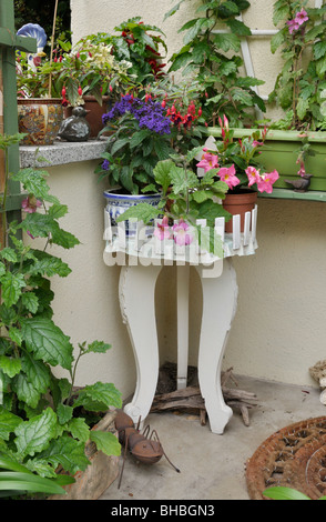 Heliotrope (Heliotropium), fuchsia (Fuchsia), Chinese foxglove (Rehmannia elata) and Brazilian jasmine (Mandevilla syn. Dipladenia) on an old flower Stock Photo