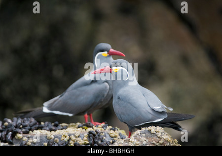 Inca Terns (Larosterna inca) WILD, Pucusana, Peru Stock Photo