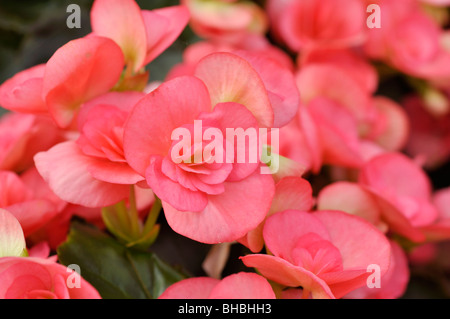 Begonia (Begonia elatior 'Netja Dark') Stock Photo