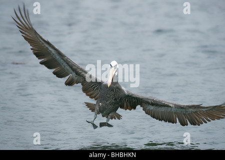 Peruvian Pelican (Pelecanus thagus) Landing in harbor, Pucusana, Peru Stock Photo