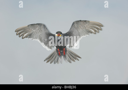 Inca Tern (Larosterna inca) in flight, Pucusana, PERU Stock Photo