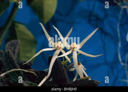 Dendrobium linguiforme; Tongue Orchid -- 'The Sisters' Stock Photo