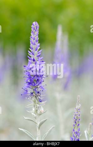 Spiked speedwell (Pseudolysimachion spicatum syn. Veronica spicata) Stock Photo