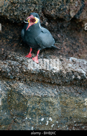 Inca Tern (Larosterna inca) WILD, Pucusana, Peru Stock Photo