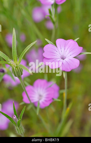 Common corn cockle (Agrostemma githago) Stock Photo