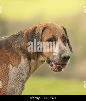 old english foxhound Stock Photo