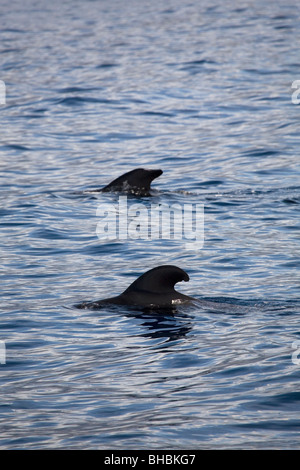 The fins of two short-finned pilot whales (Globicephala macrorhynchus) can be seen above the surface of the Atlantic Ocean. Stock Photo