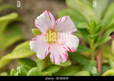 Moss-rose purslane (Portulaca grandiflora 'Candy Stripe') Stock Photo