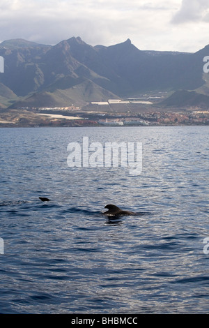 The fins of two short-finned pilot whales (Globicephala macrorhynchus) can be seen off the island of Tenerife. Stock Photo
