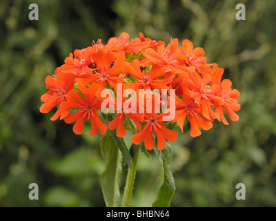 Maltese-Cross Flower, lychnis chalcedonica Stock Photo
