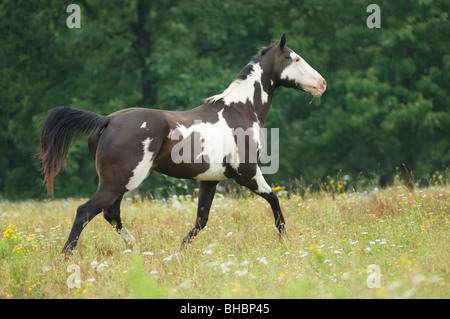 American Paint Quarter Horse gelding Stock Photo