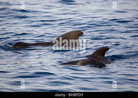 The fins of two short-finned pilot whales (Globicephala macrorhynchus) can be seen above the surface of the Atlantic Ocean. Stock Photo