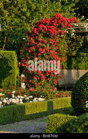 Climbing rose (Rosa Dortmund), Britzer Garten, Berlin, Germany Stock Photo