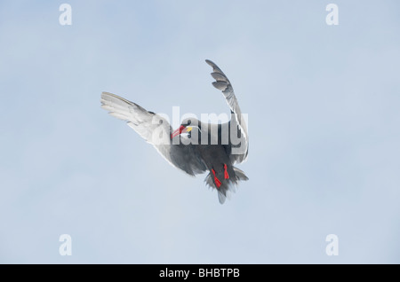 Inca Tern (Larosterna inca) in flight, Pucusana, PERU Stock Photo