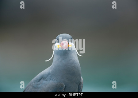 Inca Tern (Larosterna inca) Threatened seabird, Humboldt Current, Pucusana, PERU Stock Photo