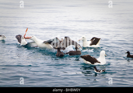 A Northern Royal Albatross eats a juvenile ling Stock Photo