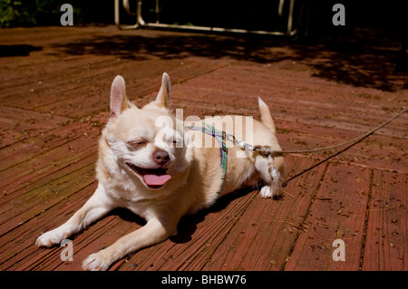 This is a Chug, a cross between a Chihuahua  and a Pug. Stock Photo