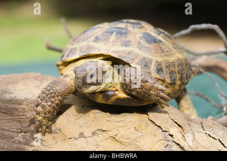 Horsefield's, Four-toed, or Russian Tortoise (Testudo horsefieldi). Distribution; central Asia, Russia to Pakistan. Stock Photo