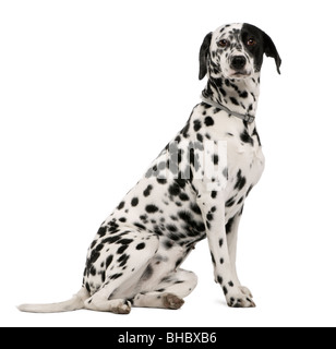 Dalmatian dog, 18 months old, sitting in front of white background Stock Photo