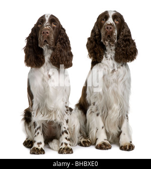 Two English Springer Spaniels, 1 and 2 years old, sitting in front of white background Stock Photo