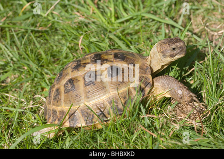Horsefield's, Four-toed, or Russian Tortoise (Testudo horsefieldi). Native to central Asia, Russia to Pakistan. Stock Photo