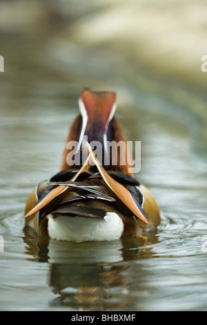 Mandarin Duck (Aix galericulata). Drake, in breeding plumage, swimming away Rear view, showing 'tertials', sail' wing feathers. Stock Photo