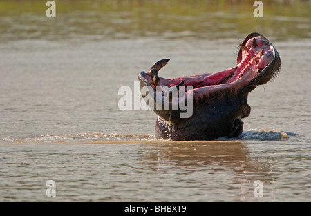 hippo yawning Stock Photo