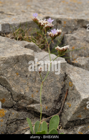 Rock Sea-lavender, limonium Stock Photo