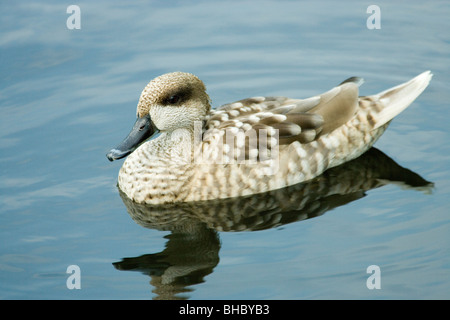 Marbled Teal (Marmaronetta (Anas) angustirostris). Sexes alike/similar. Stock Photo