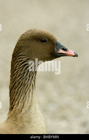 Pink-footed Goose (Anser brachyrhynchus). Portrait. Showing bill and striated neck feathers. Stock Photo