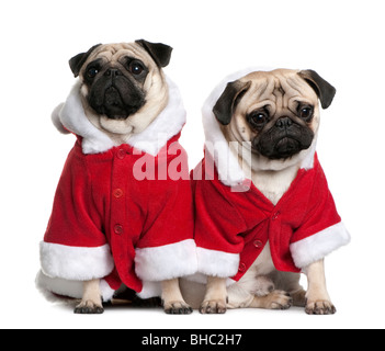Portrait of two Pugs, 1 and 2 years old, dressed in Santa coat in front of white background Stock Photo