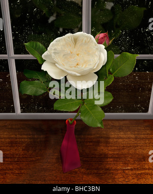 white rose in a red vase on a window seal during a rainy night Stock Photo