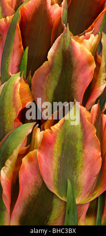 Pink and yellow tulips close-up Stock Photo - Alamy