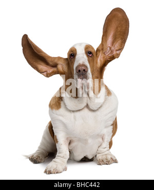 Basset Hound with ears up, 2 years old, sitting in front of white background Stock Photo
