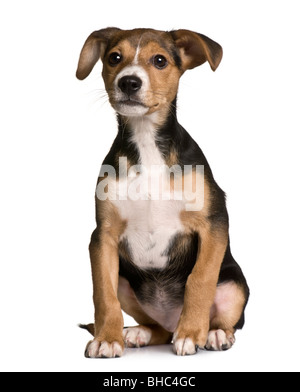 Crossbreed with a Jack Russell and a Pincher puppy, 3 months old, sitting in front of white background Stock Photo