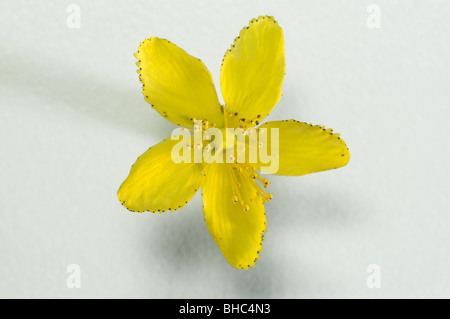 St.Johns Wort (Hypericum perforatum), flower, studio picture. Stock Photo