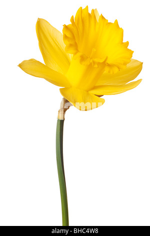 yellow daffodil isolated on a white background Stock Photo