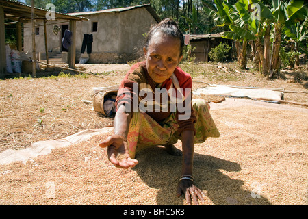 Hard working woman proudly shows her rice harvest drying on a sheet in remote village of Alieu region East Timor Stock Photo