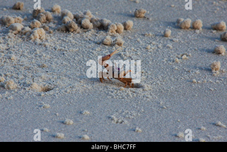 Fiddler crab defending its nest on a Florida beach Stock Photo